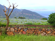 Amatitan Valley, Mexico