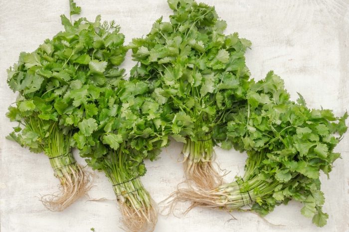 cilantro